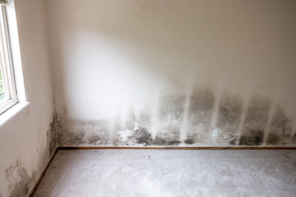 Asbestos and Lead Testing During Mold Inspection in Wilkinson Heights, SC