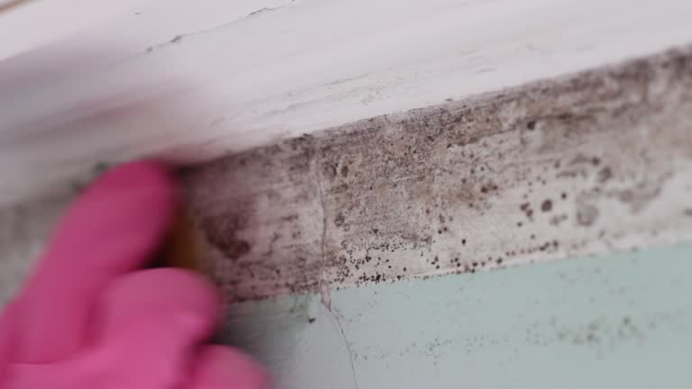 Mold Odor Removal Services in Wilkinson Heights, SC